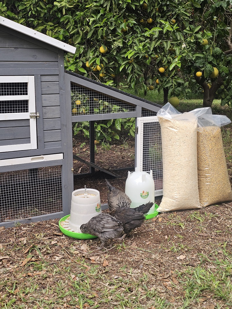 חבילת התחלה אחראית לגידול תרנגולות – לול בית החווה