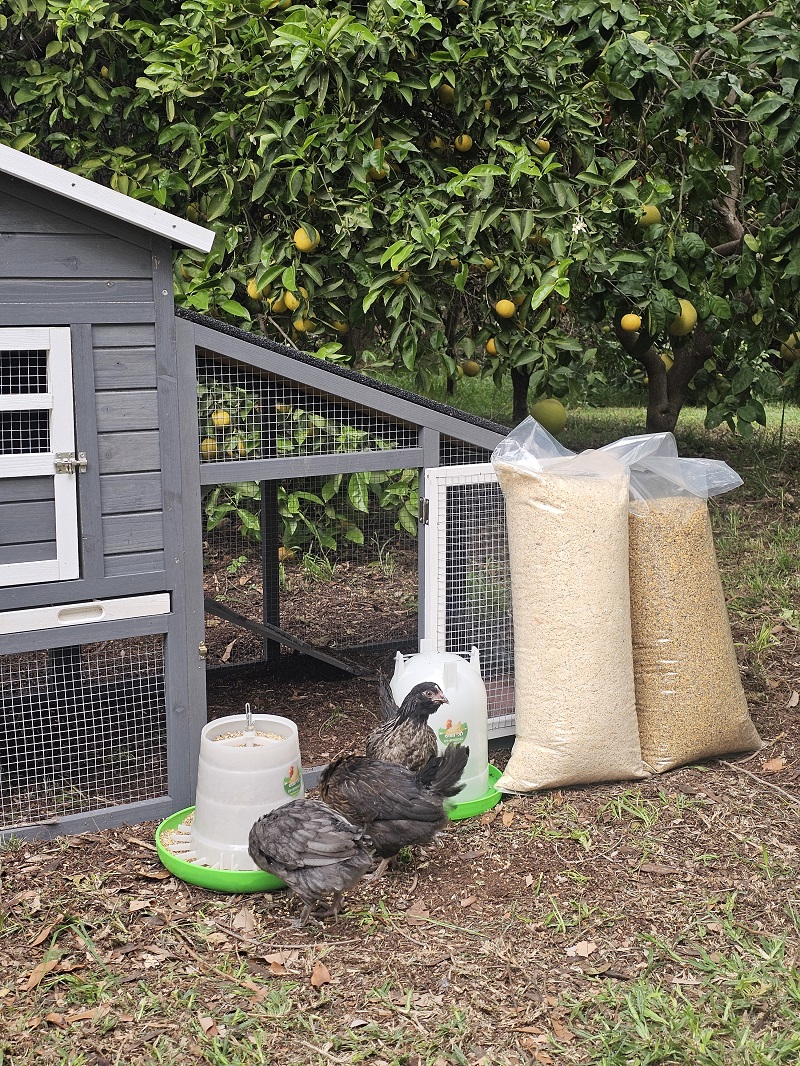 חבילת התחלה אחראית לגידול תרנגולות – לול בית החווה – תמונה 15