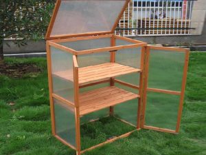 מנבטה גדולה